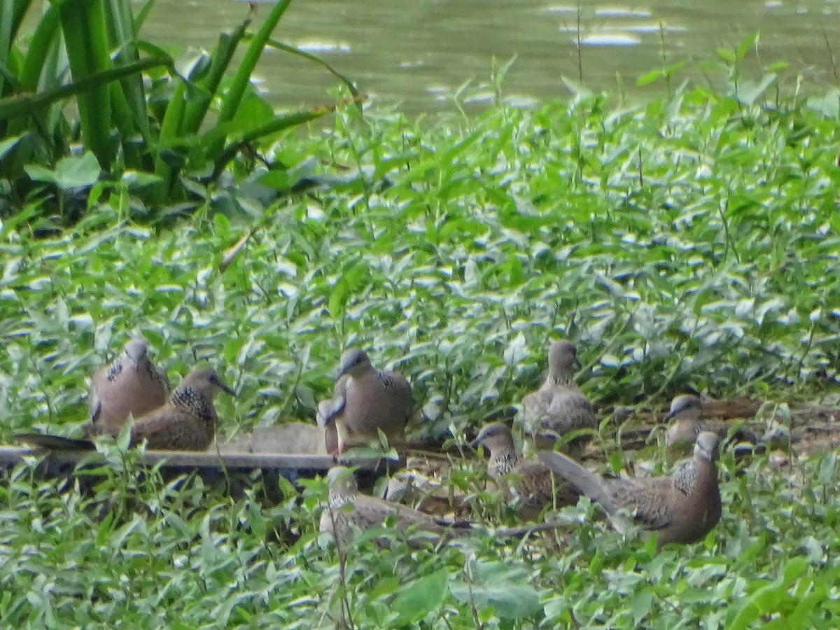 hrdlička kropenatá - ML630266786