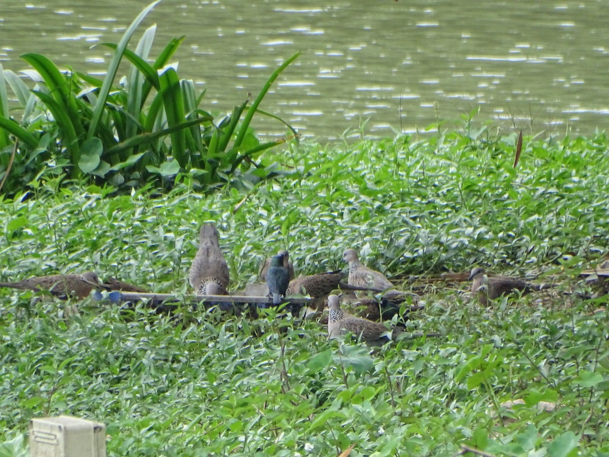 hrdlička kropenatá - ML630266787