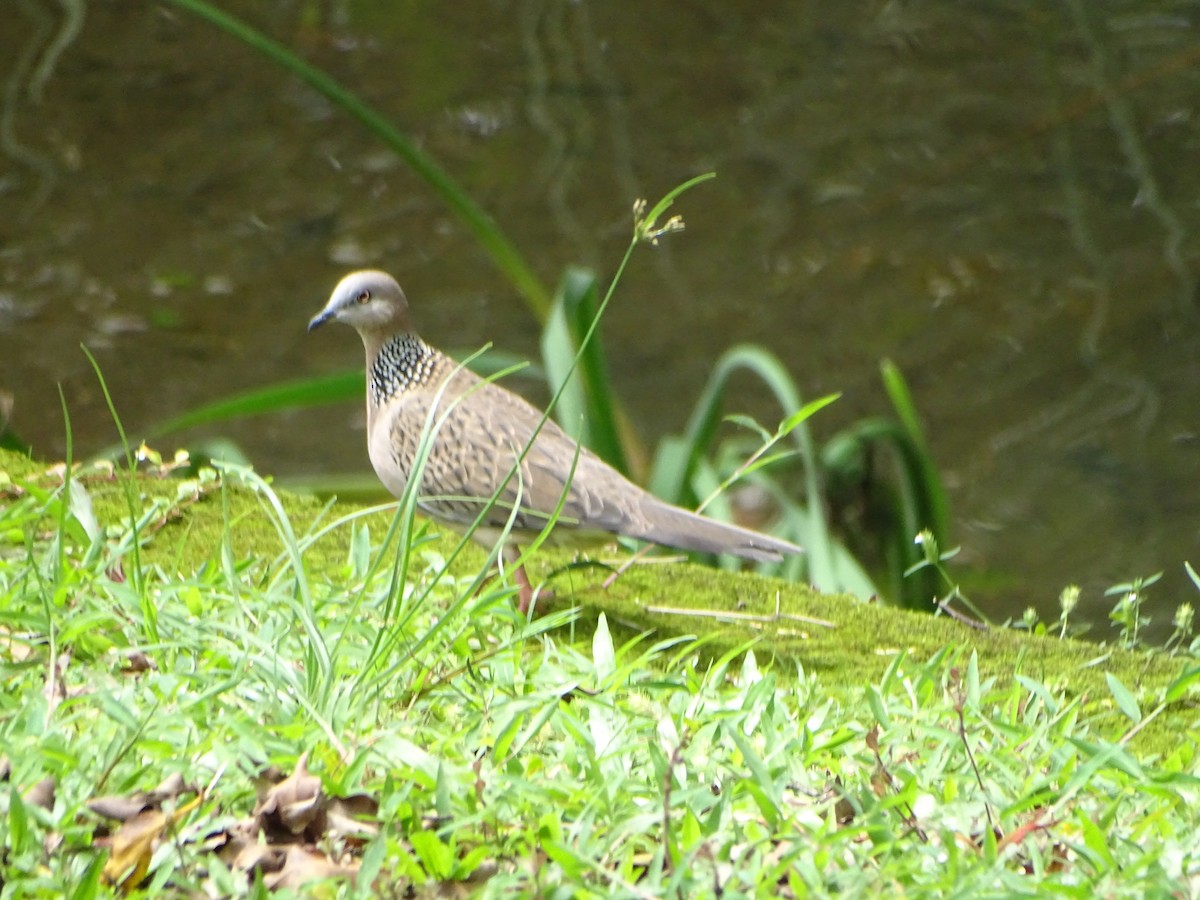 hrdlička kropenatá - ML630266788