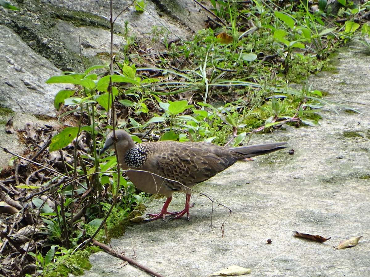 hrdlička kropenatá - ML630266789