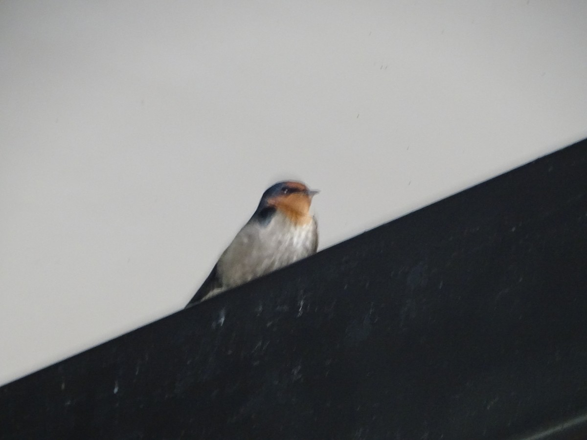 vlaštovka pacifická - ML630266845