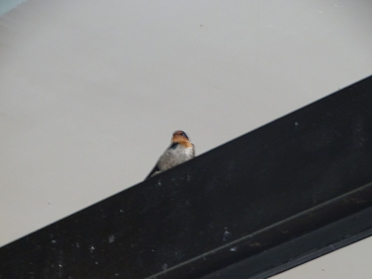 vlaštovka pacifická - ML630266846