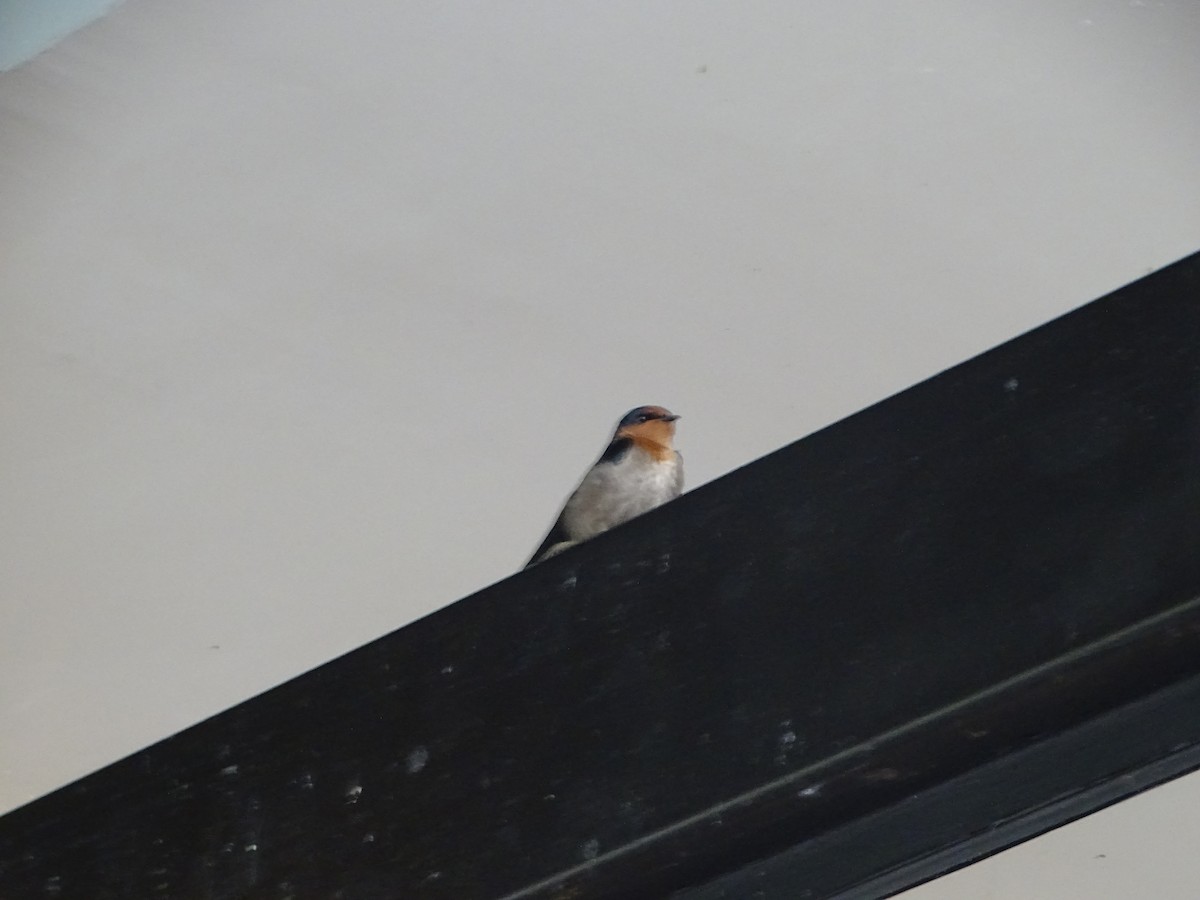 vlaštovka pacifická - ML630266847