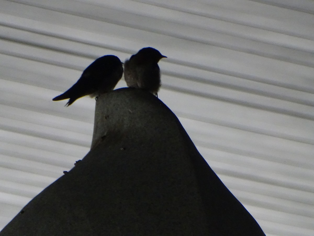 vlaštovka pacifická - ML630266848