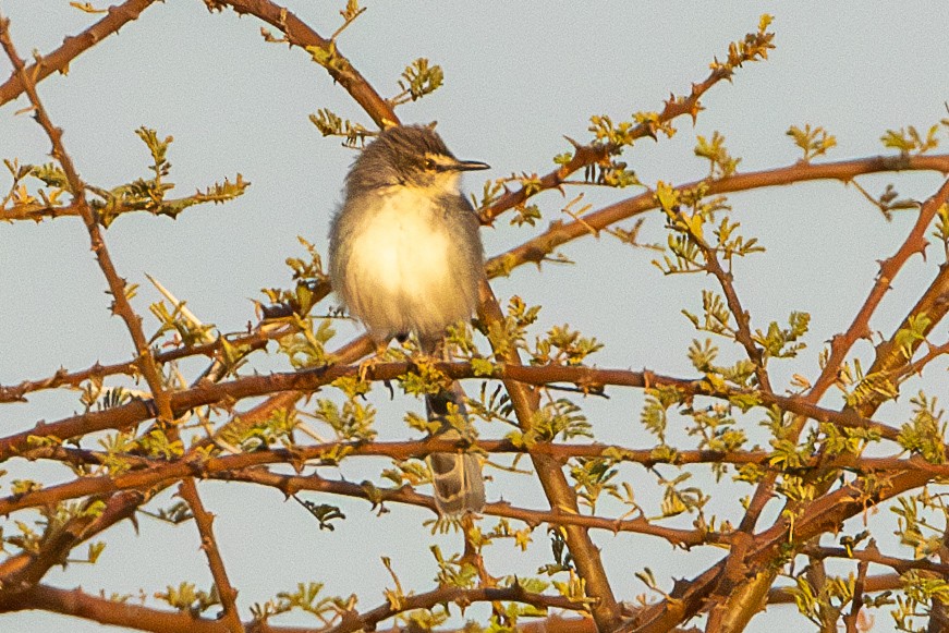 Pale Prinia - ML630266960