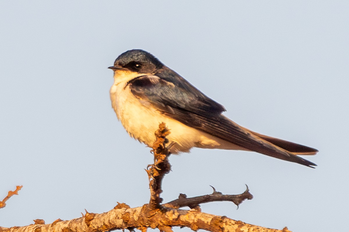 White-tailed Swallow - ML630267053