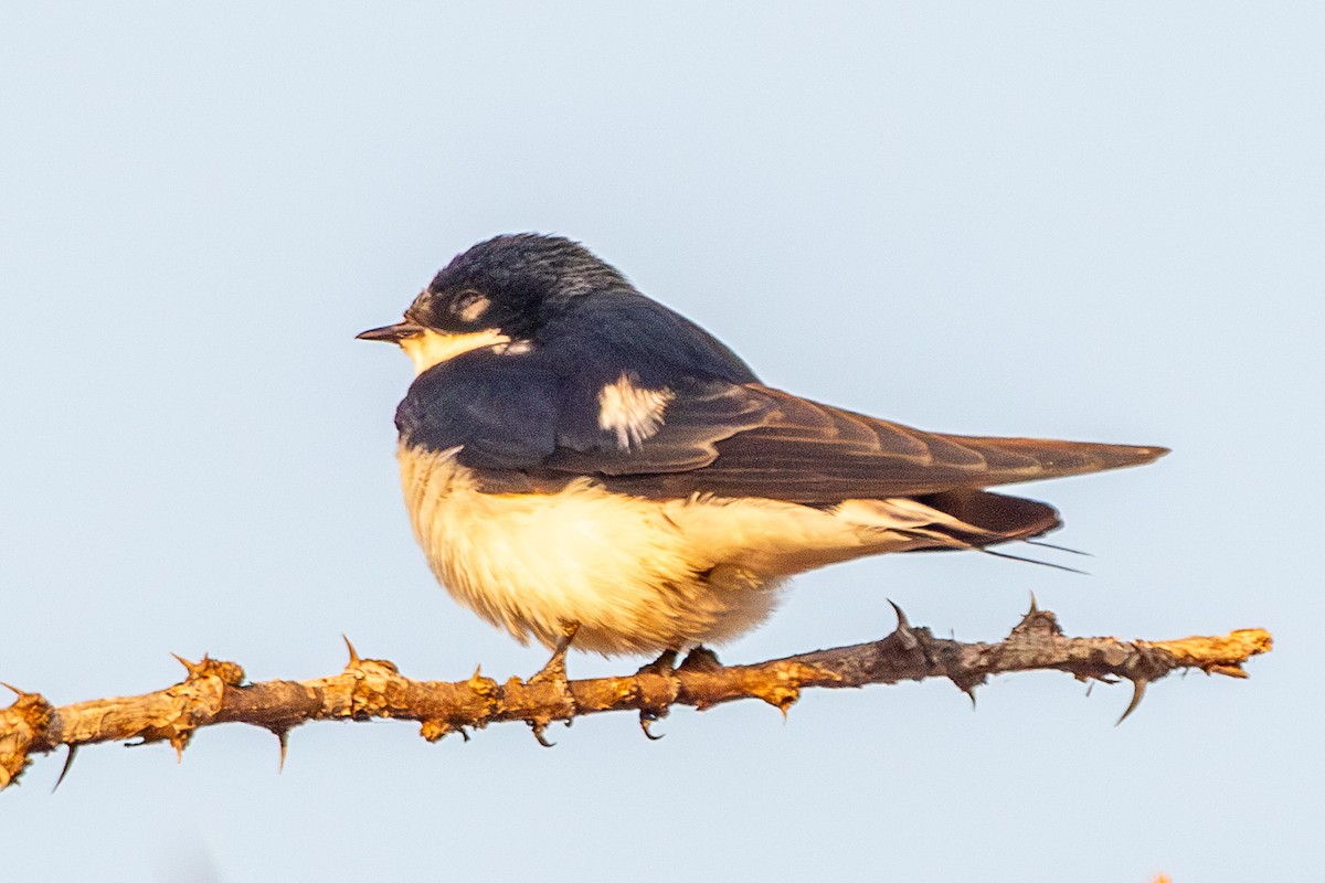 White-tailed Swallow - ML630267054