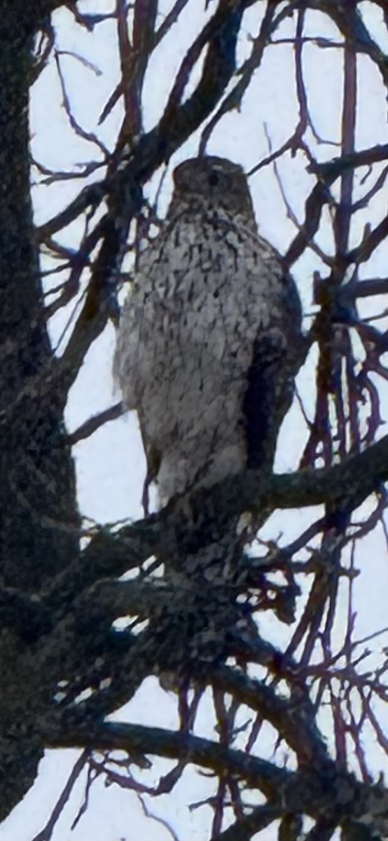 Cooper's Hawk - ML630267131