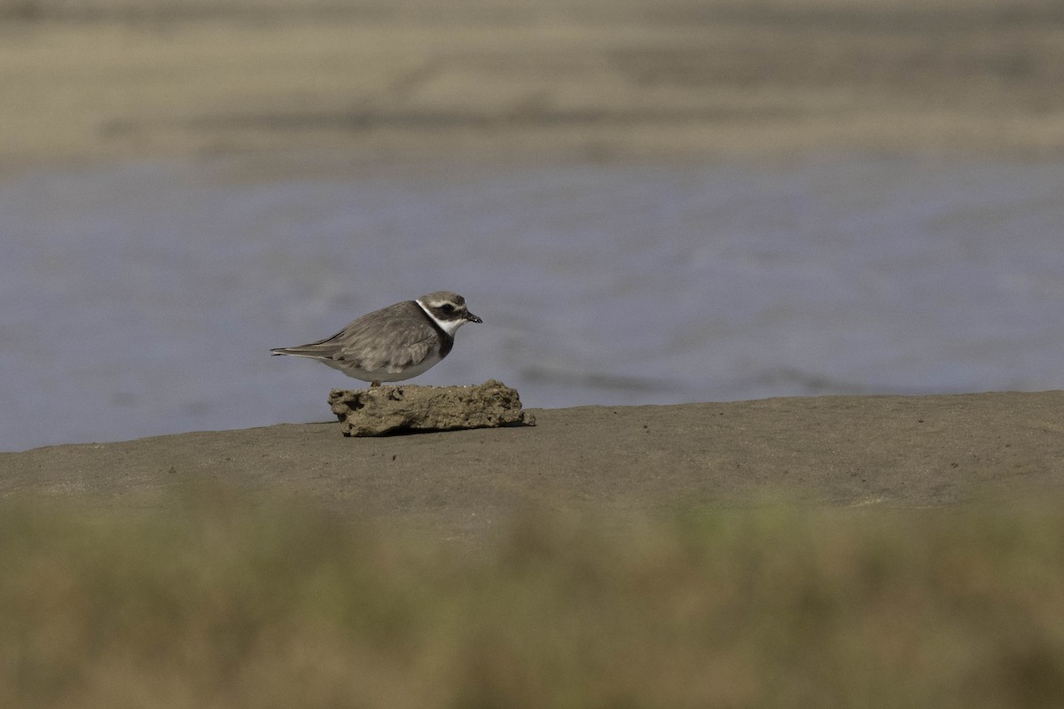 Common Ringed Plover - ML630267399