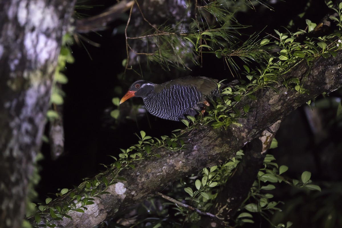 Okinawa Rail - ML630267414