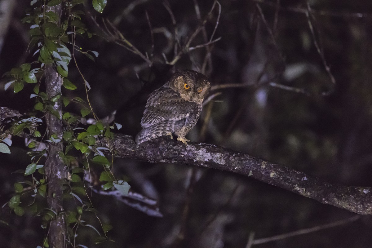 Japanese Scops-Owl - ML630267437
