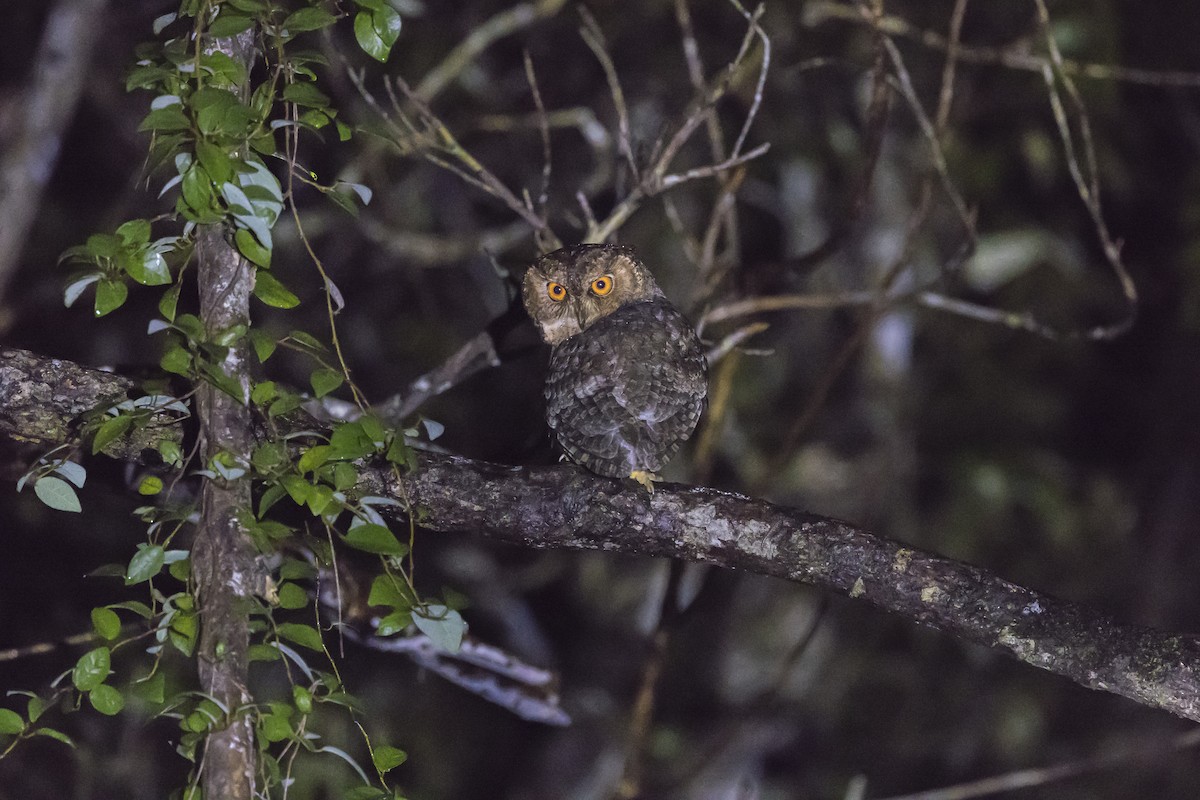 Japanese Scops-Owl - ML630267438