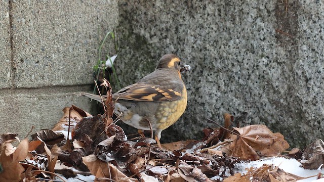 Varied Thrush - ML630267441