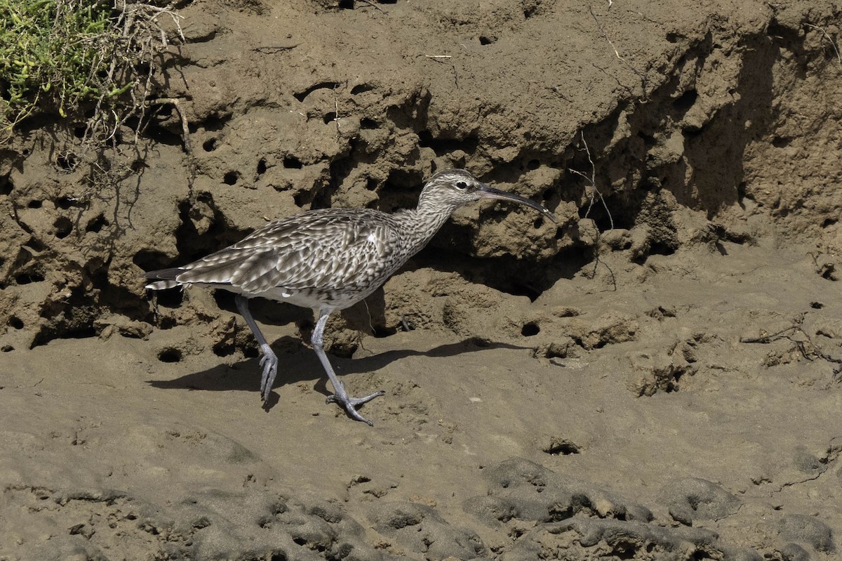 Eurasian Whimbrel - ML630267471