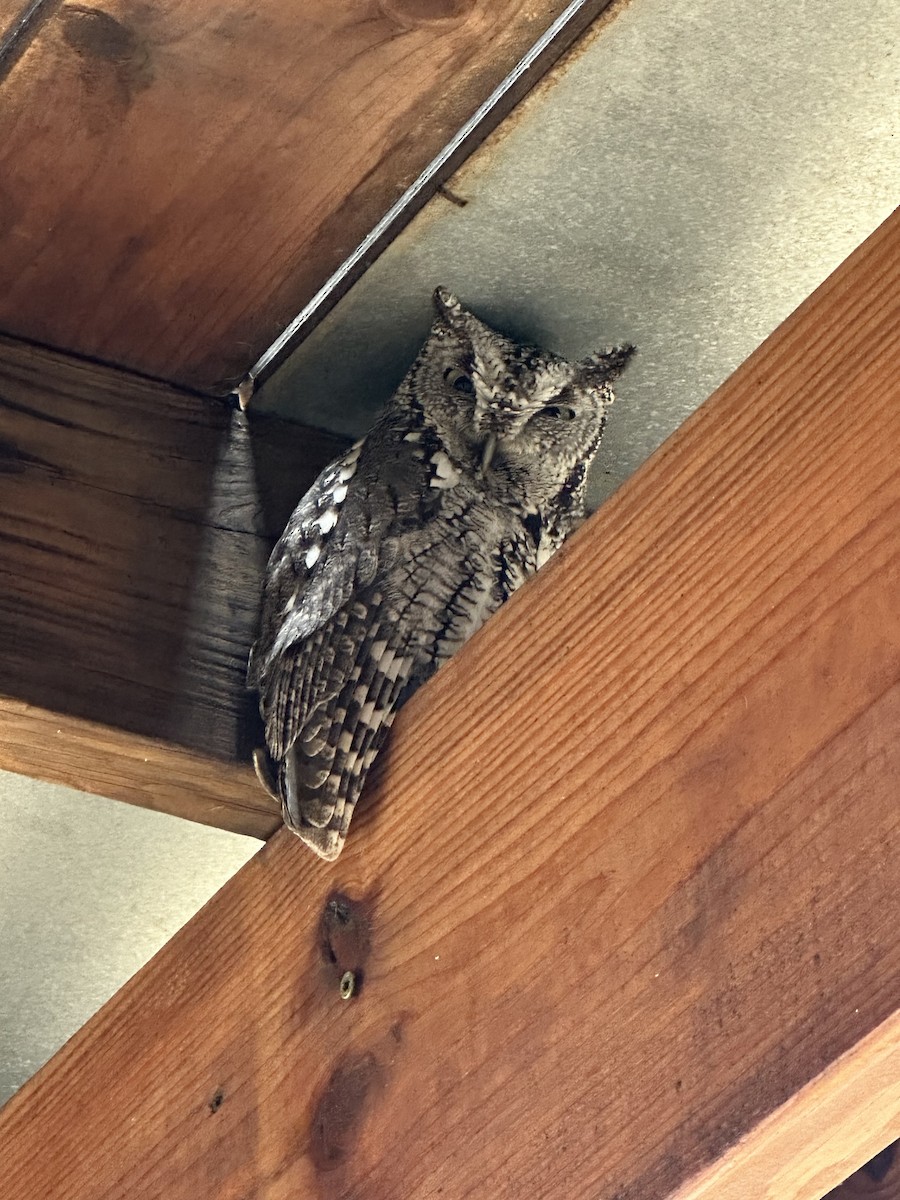 Eastern Screech-Owl - ML630267481