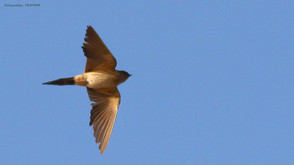 Eastern Red-rumped Swallow - ML630267492