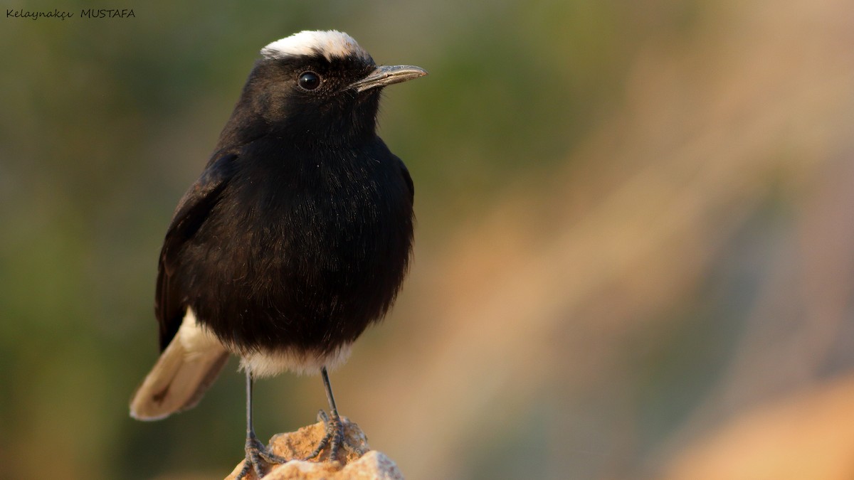 White-crowned Wheatear - ML630267519