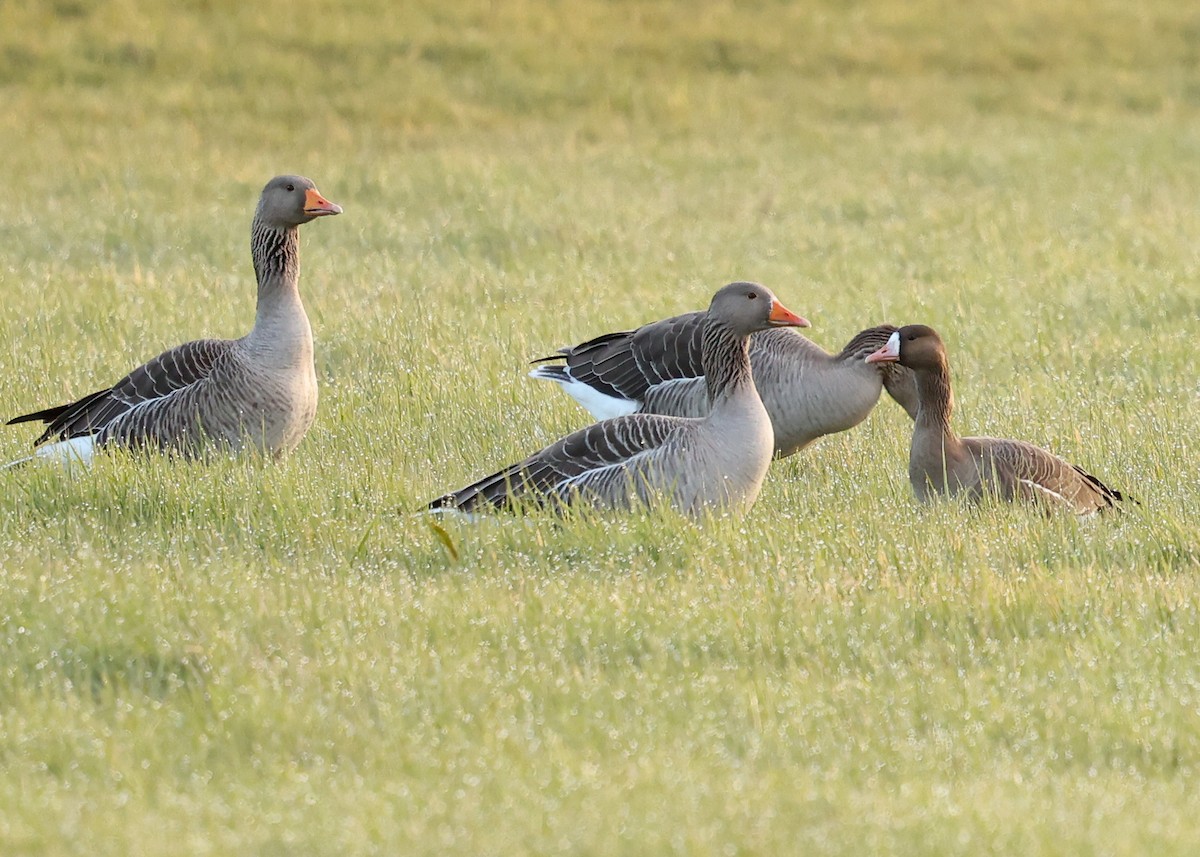 Blässgans - ML630267529