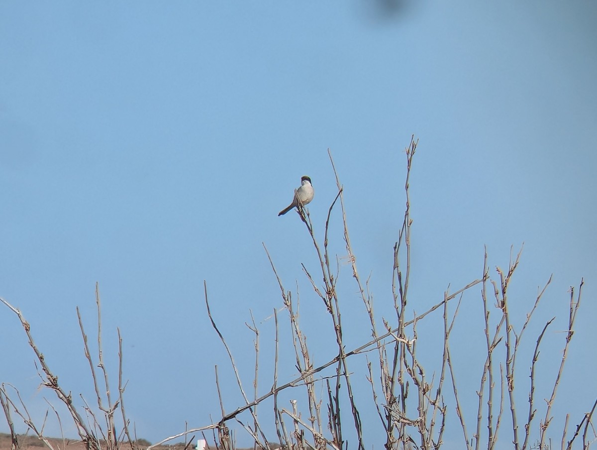 Great Gray Shrike (Sahara) - ML630267665