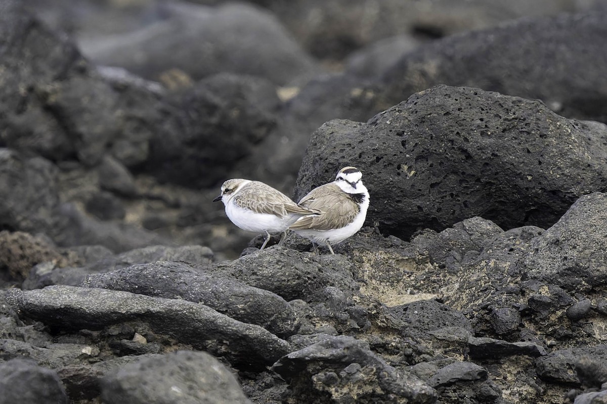 Kentish Plover - ML630267889