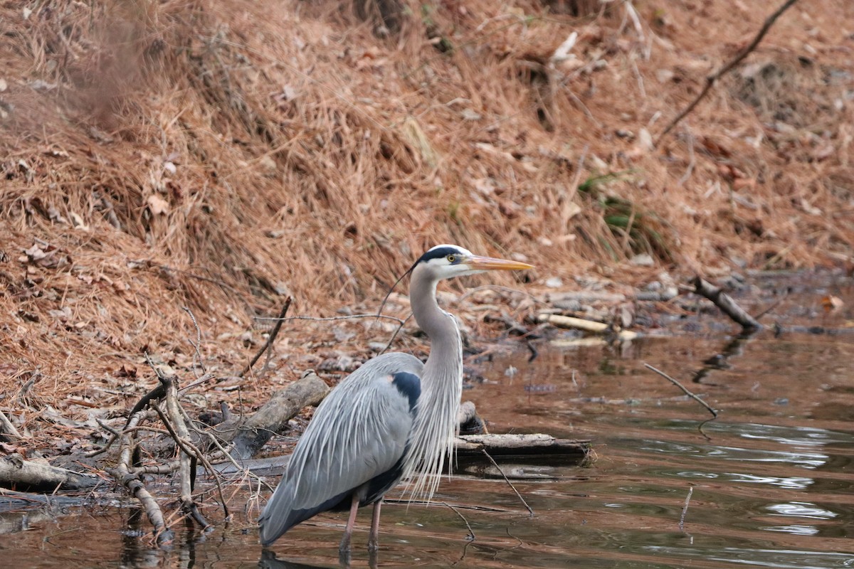 Great Blue Heron - ML630268083