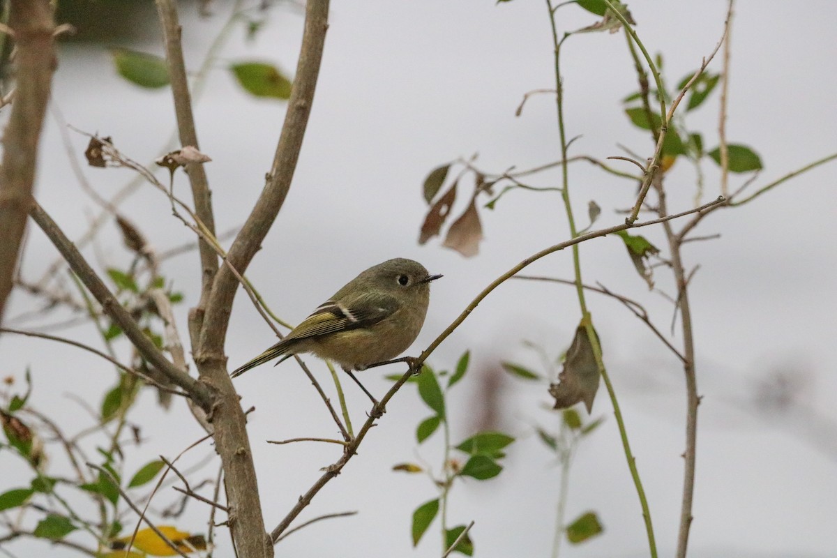 Ruby-crowned Kinglet - ML630268090