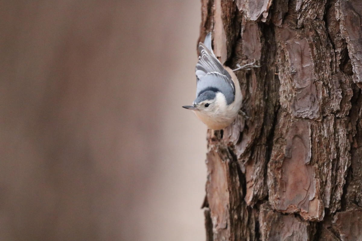 White-breasted Nuthatch - ML630268106