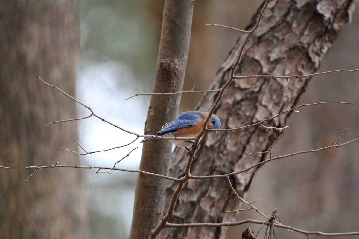 Eastern Bluebird - ML630268113