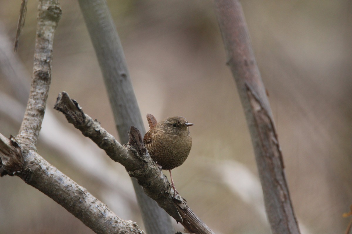 Winter Wren - ML630268353