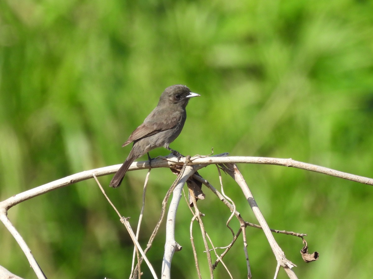 Riverside Tyrant - ML630268705
