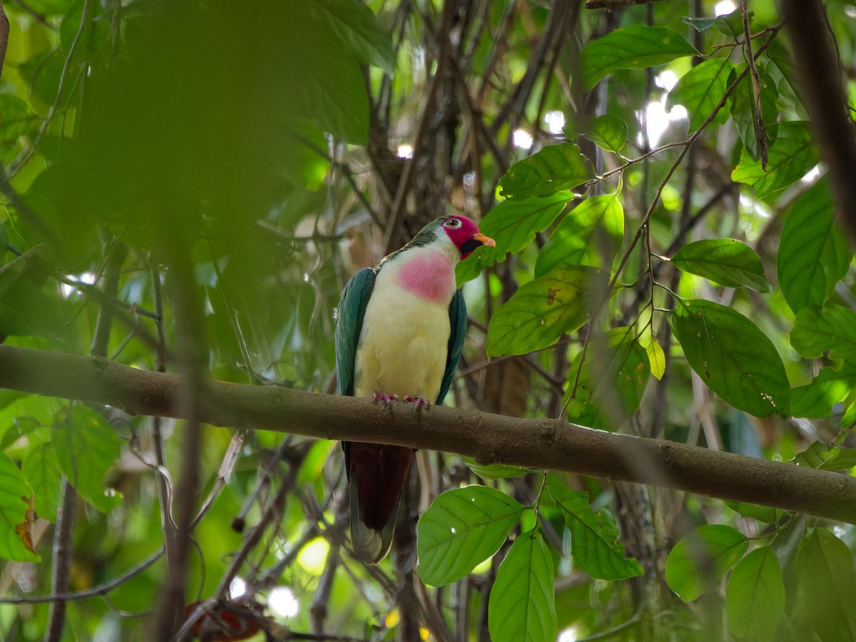 Jambu Fruit-Dove - ML630268768
