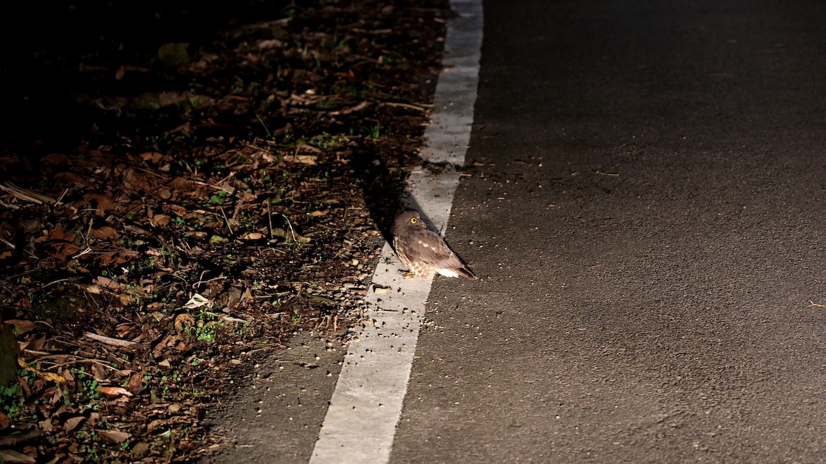 Бор ууль - ML630268981