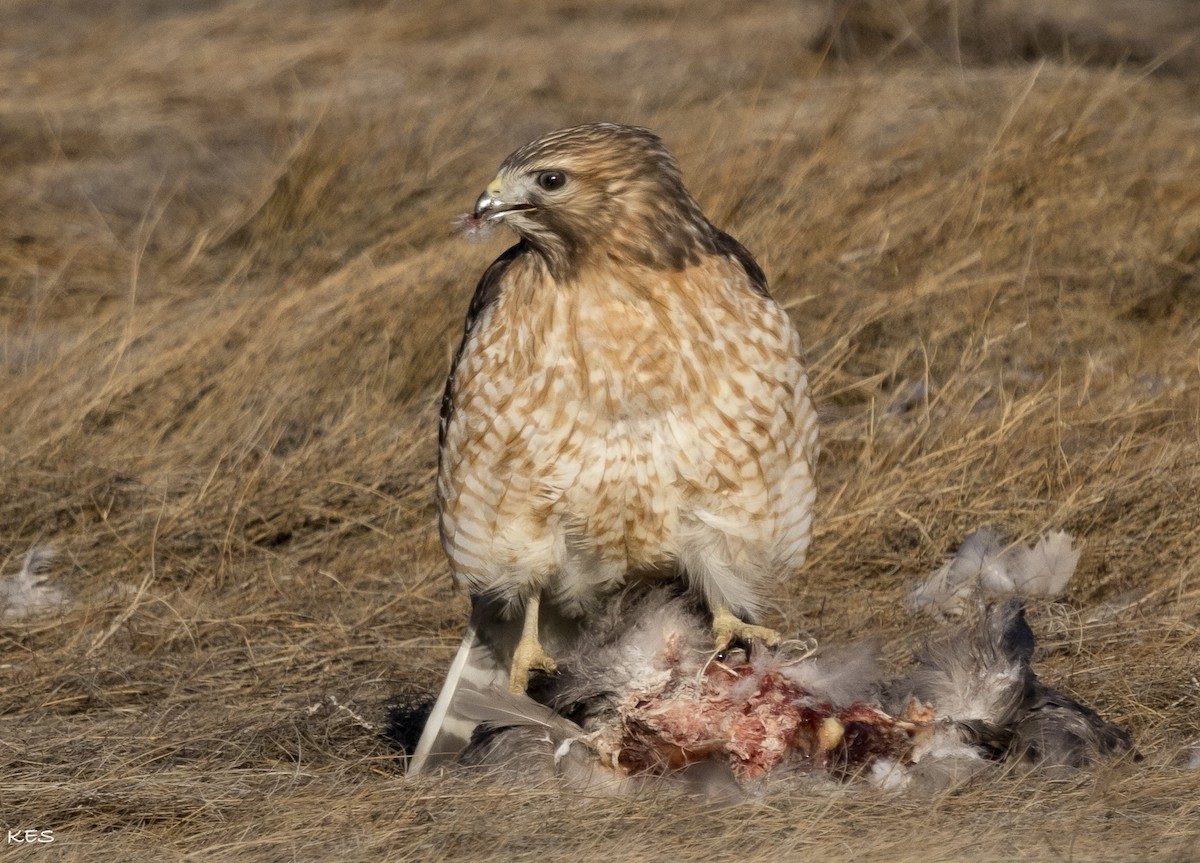 Яструб (Accipitridae sp.) - ML630269221