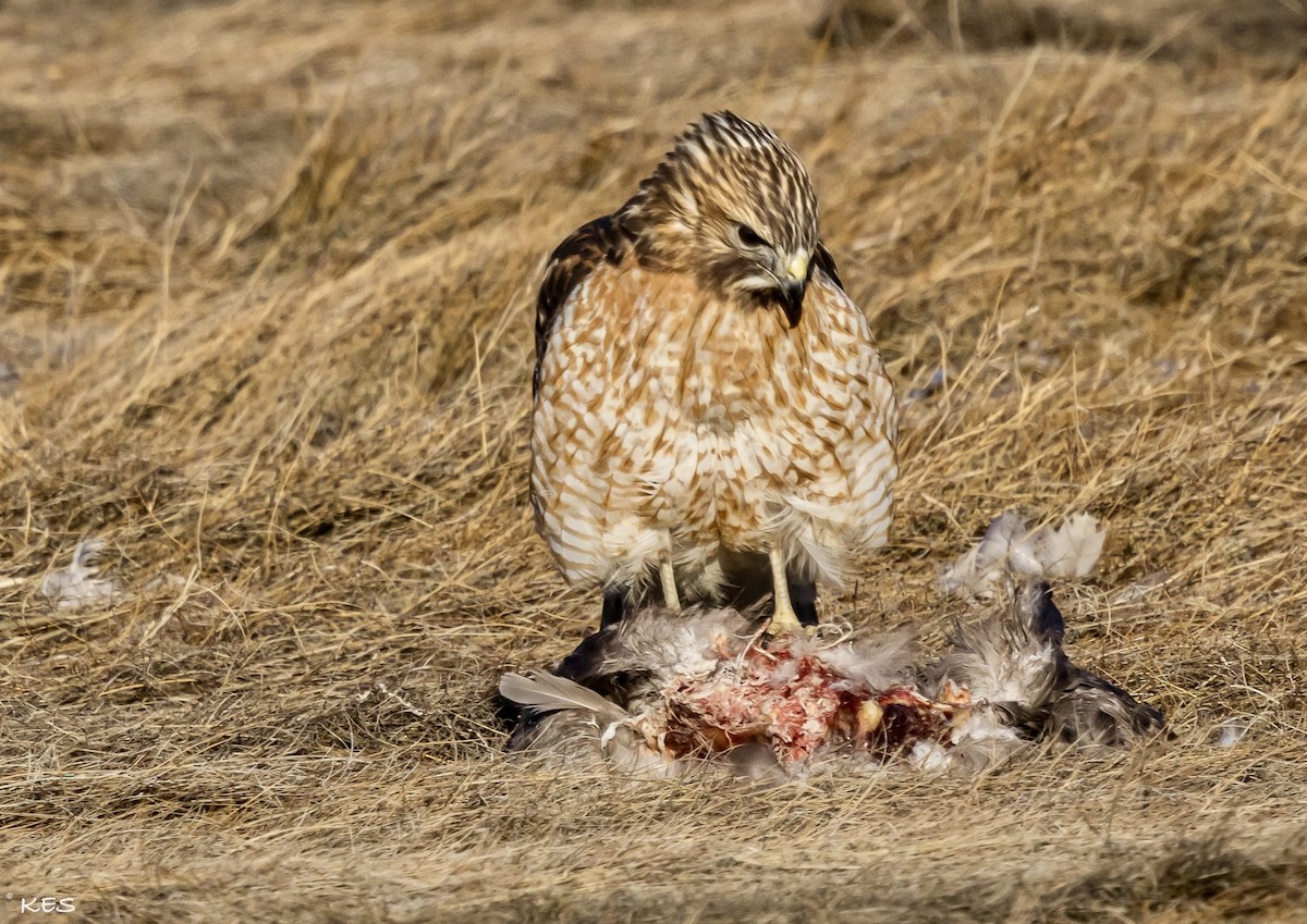 Яструб (Accipitridae sp.) - ML630269222