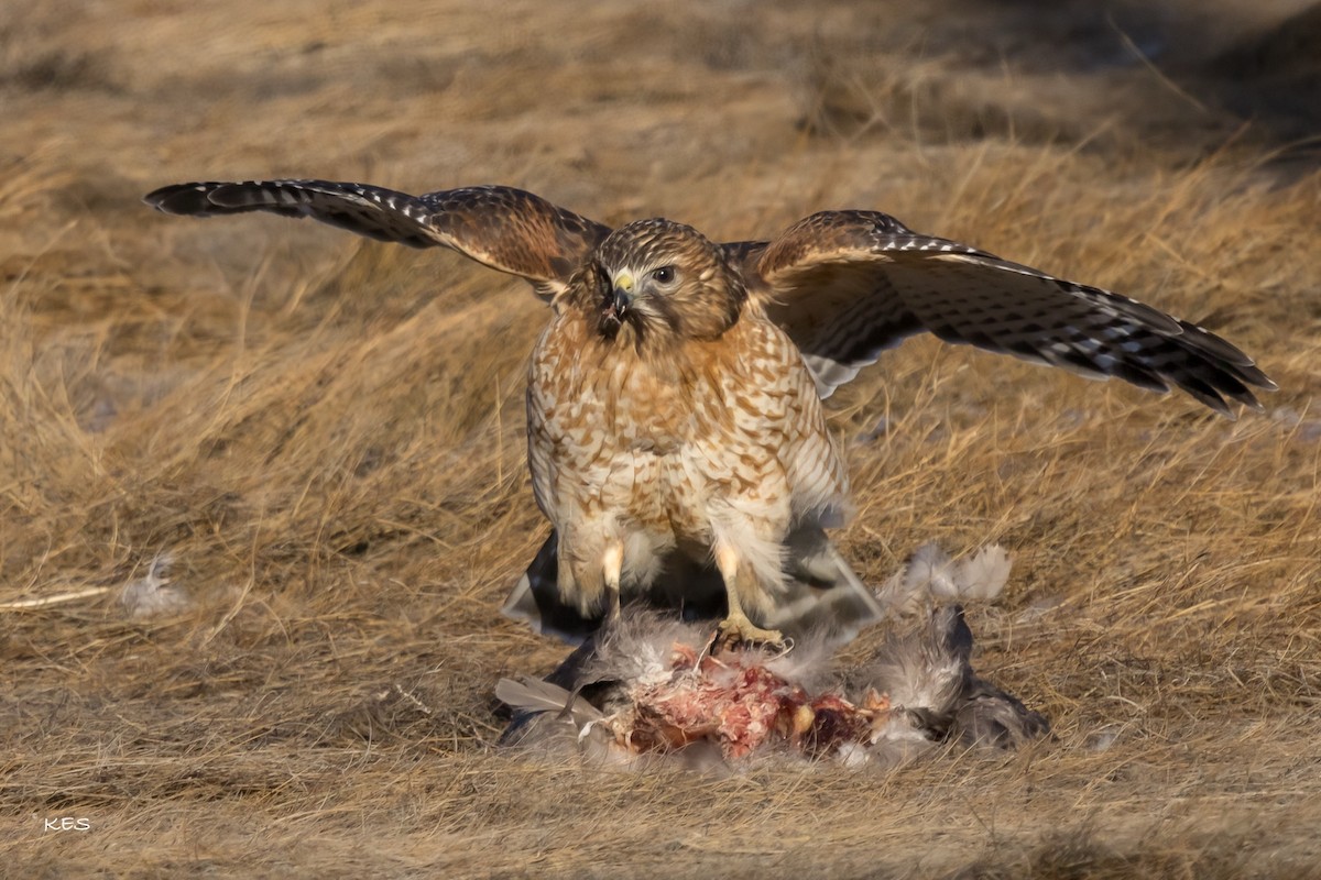 Яструб (Accipitridae sp.) - ML630269223