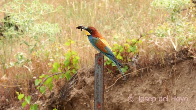 European Bee-eater - ML630269242