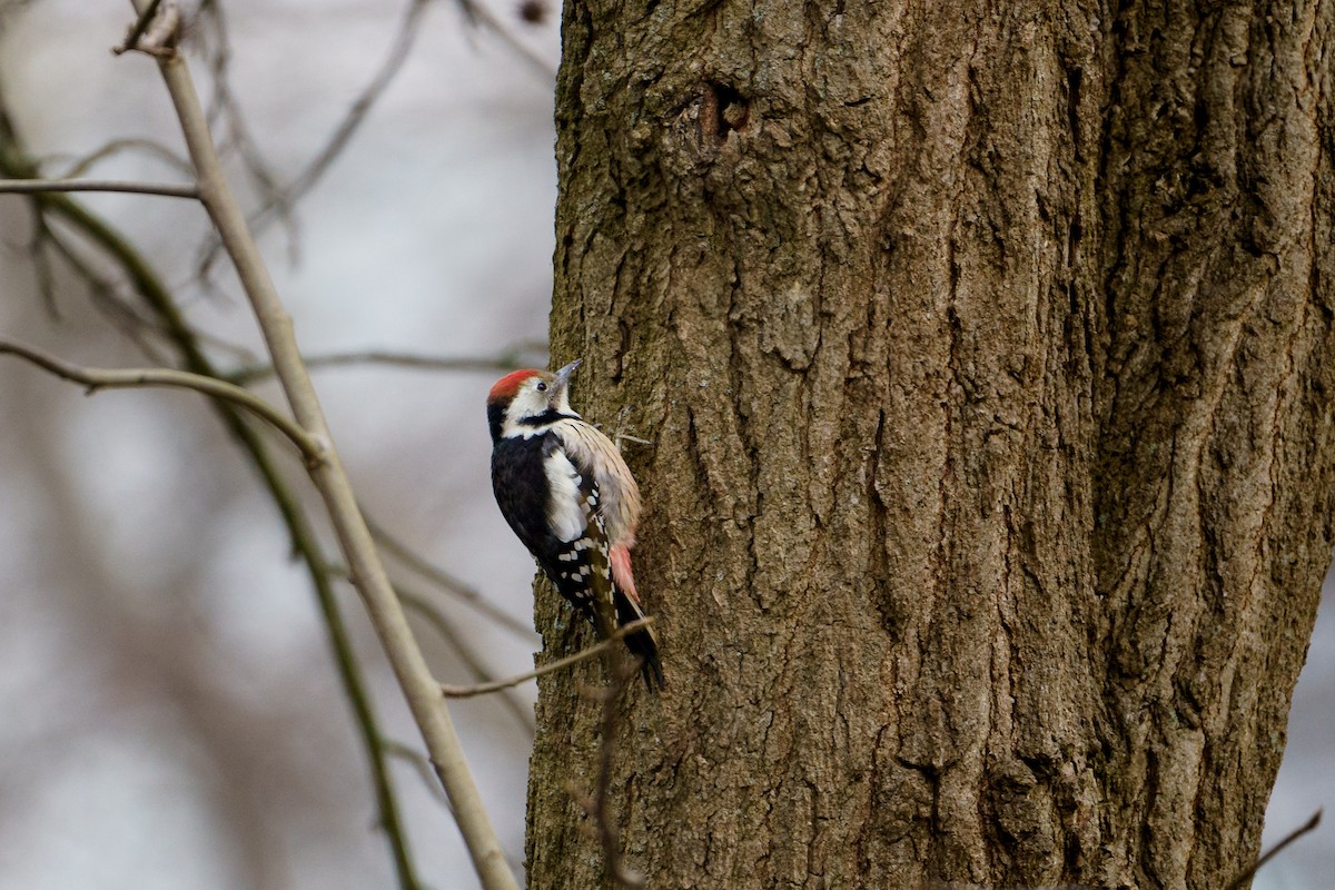 Middle Spotted Woodpecker - ML630269336