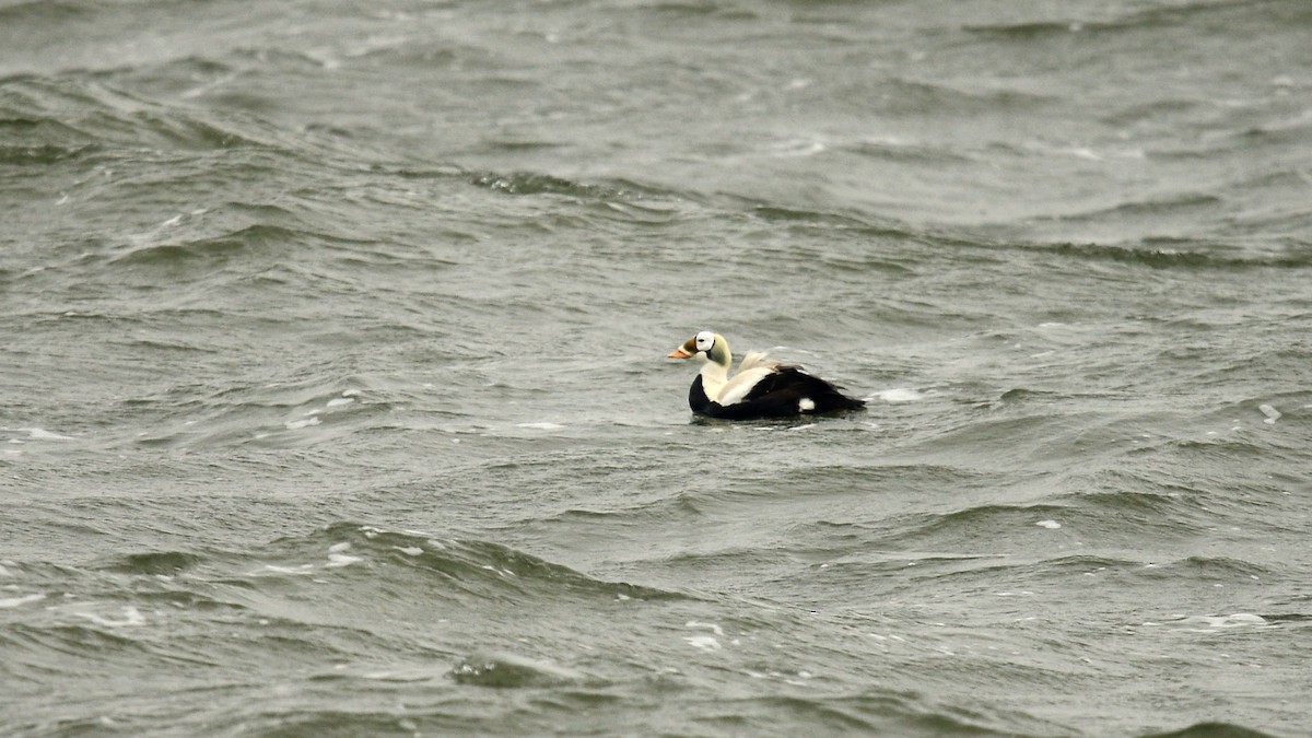 Spectacled Eider - ML630269515
