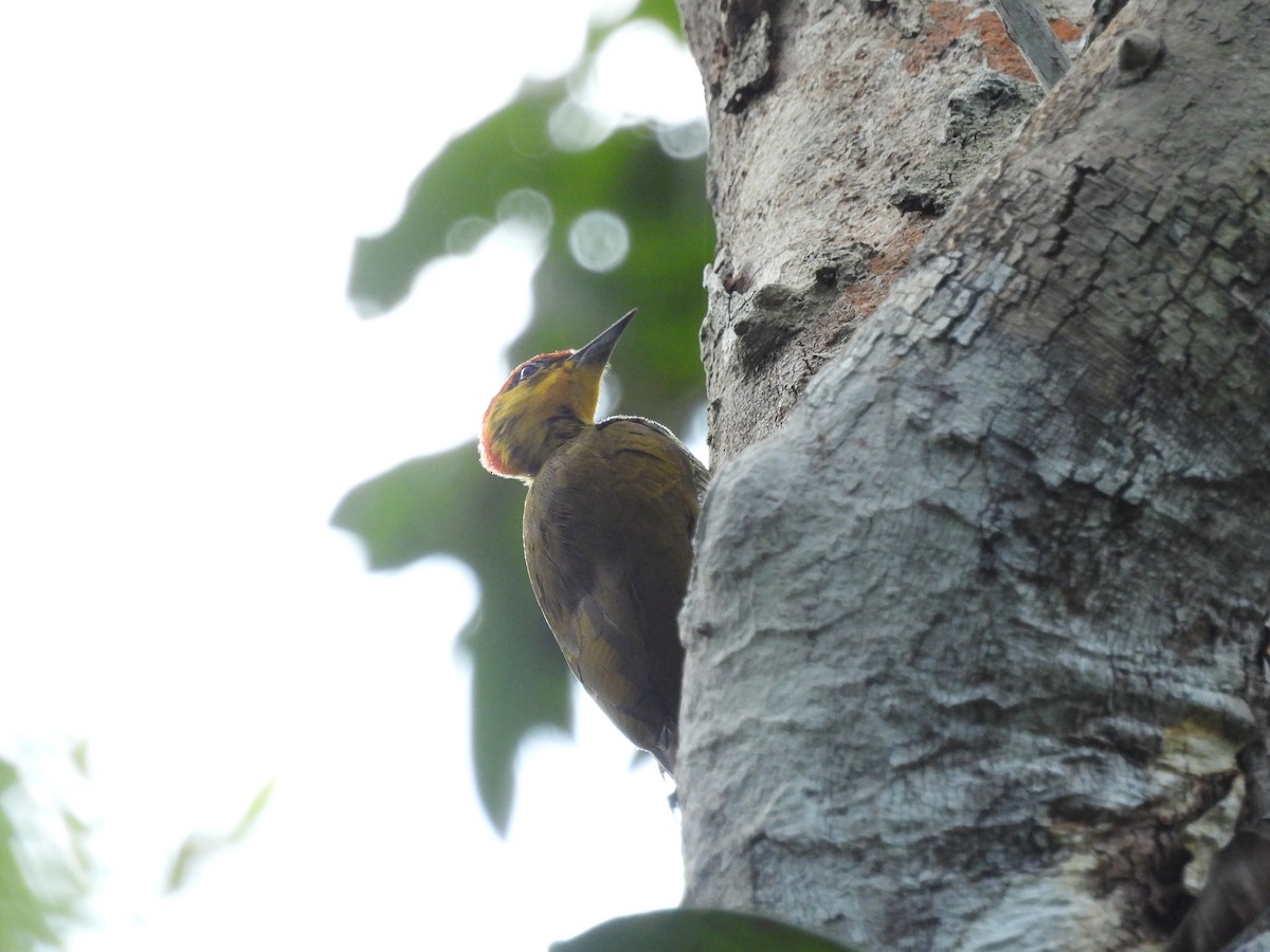 Yellow-throated Woodpecker - ML630269522