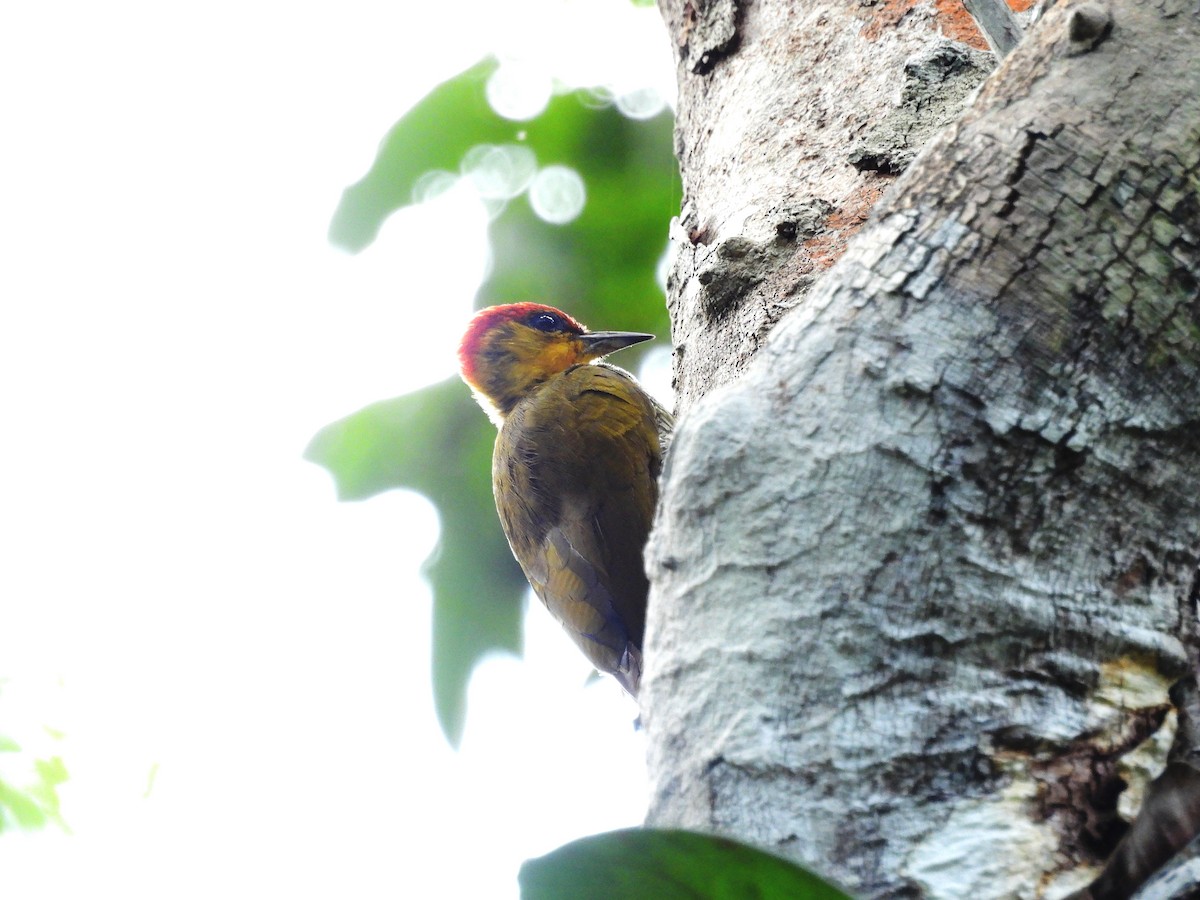 Yellow-throated Woodpecker - ML630269530