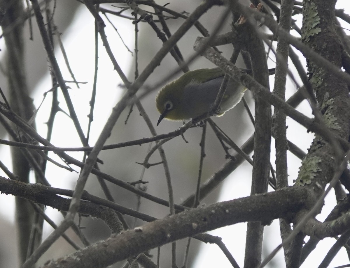 South Pare White-eye - ML630269703