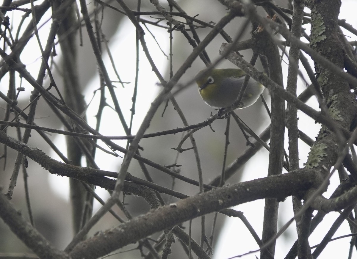 South Pare White-eye - ML630269704