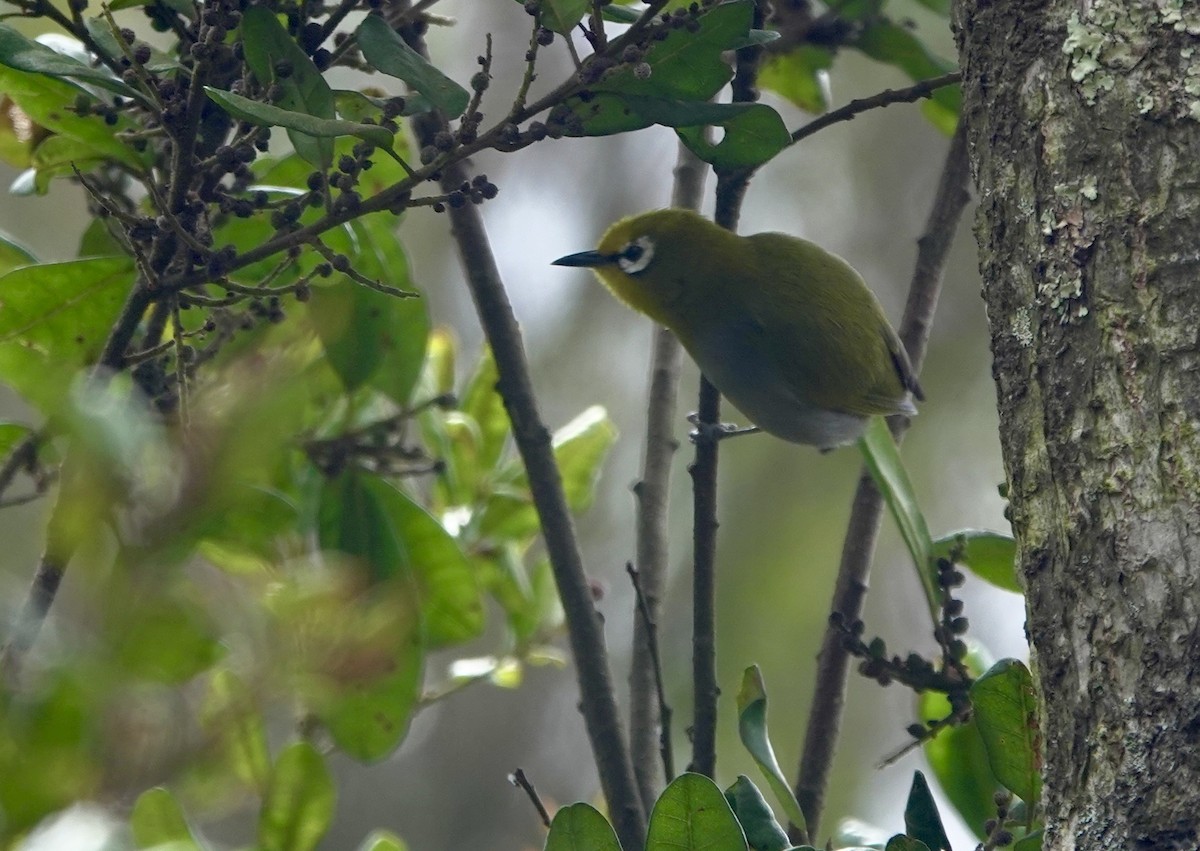 South Pare White-eye - ML630269705