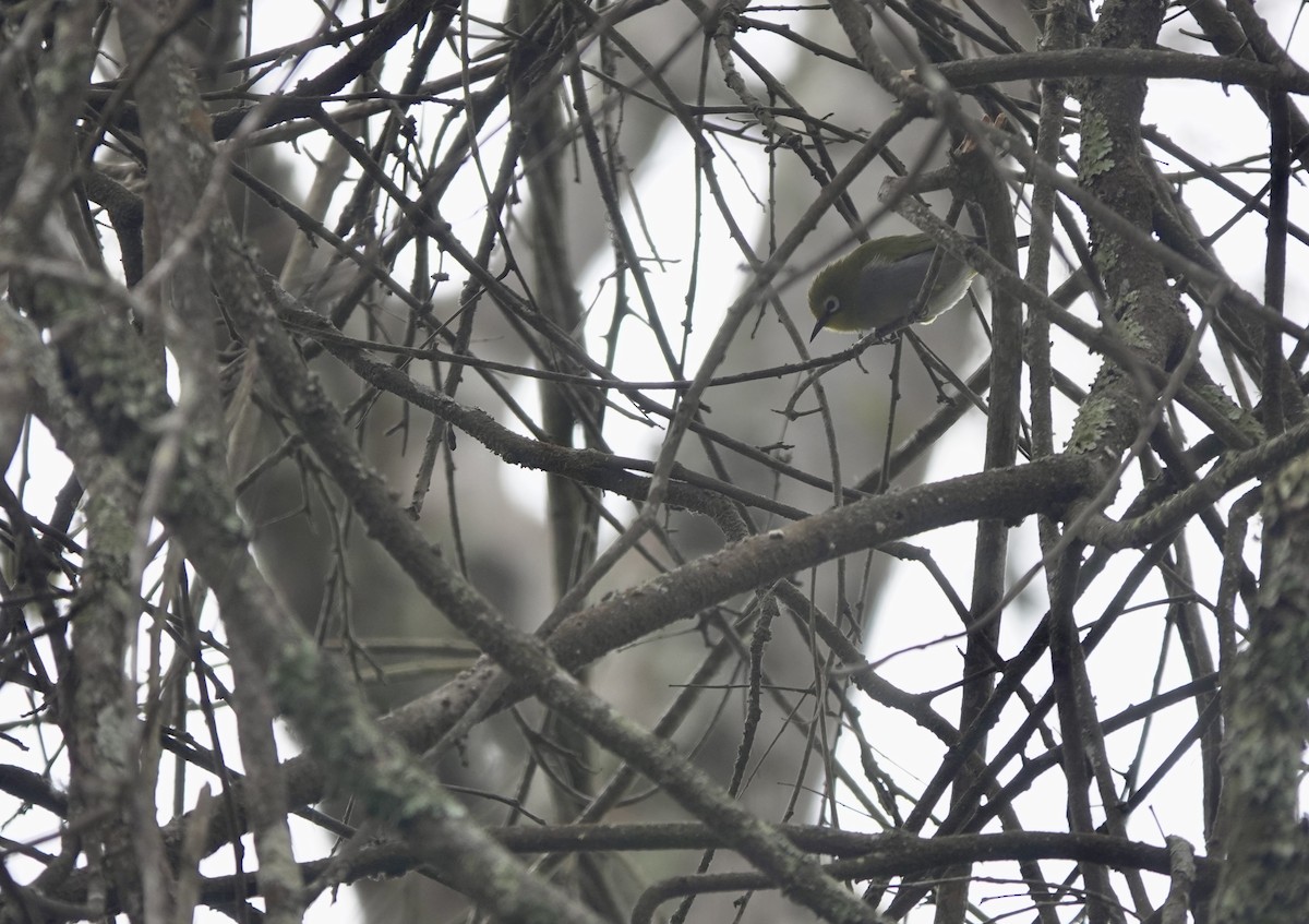 South Pare White-eye - ML630269706