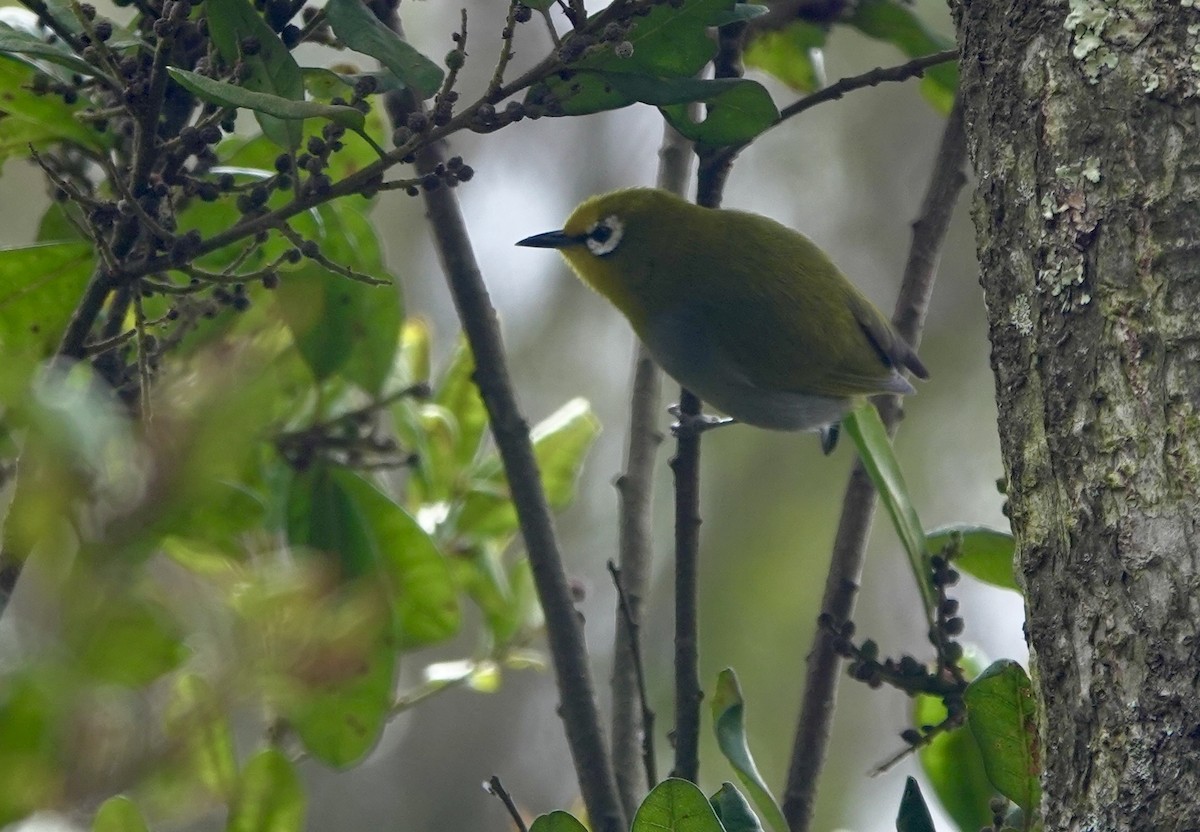 South Pare White-eye - ML630269707
