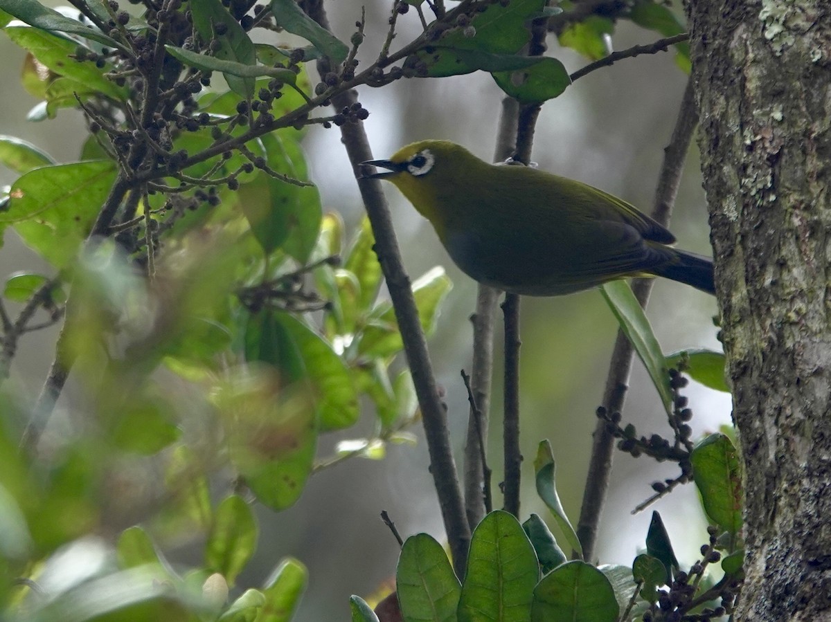 South Pare White-eye - ML630269708