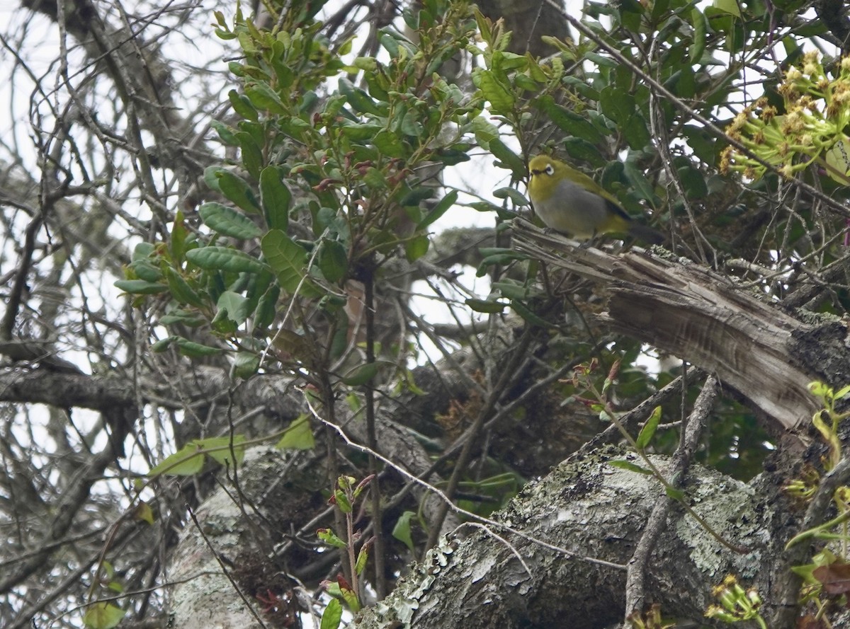 South Pare White-eye - ML630269710