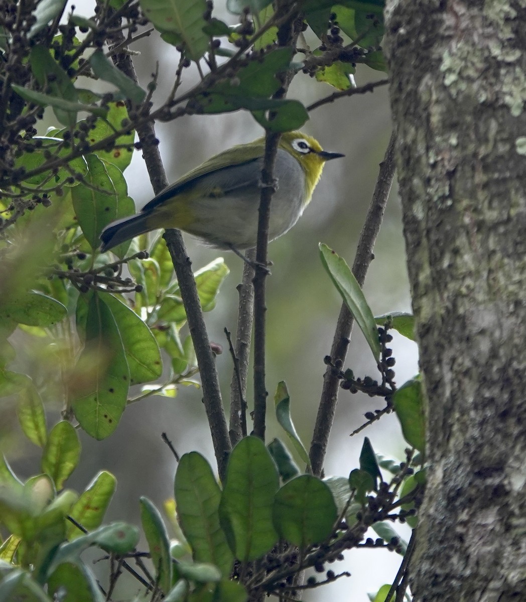 South Pare White-eye - ML630269711