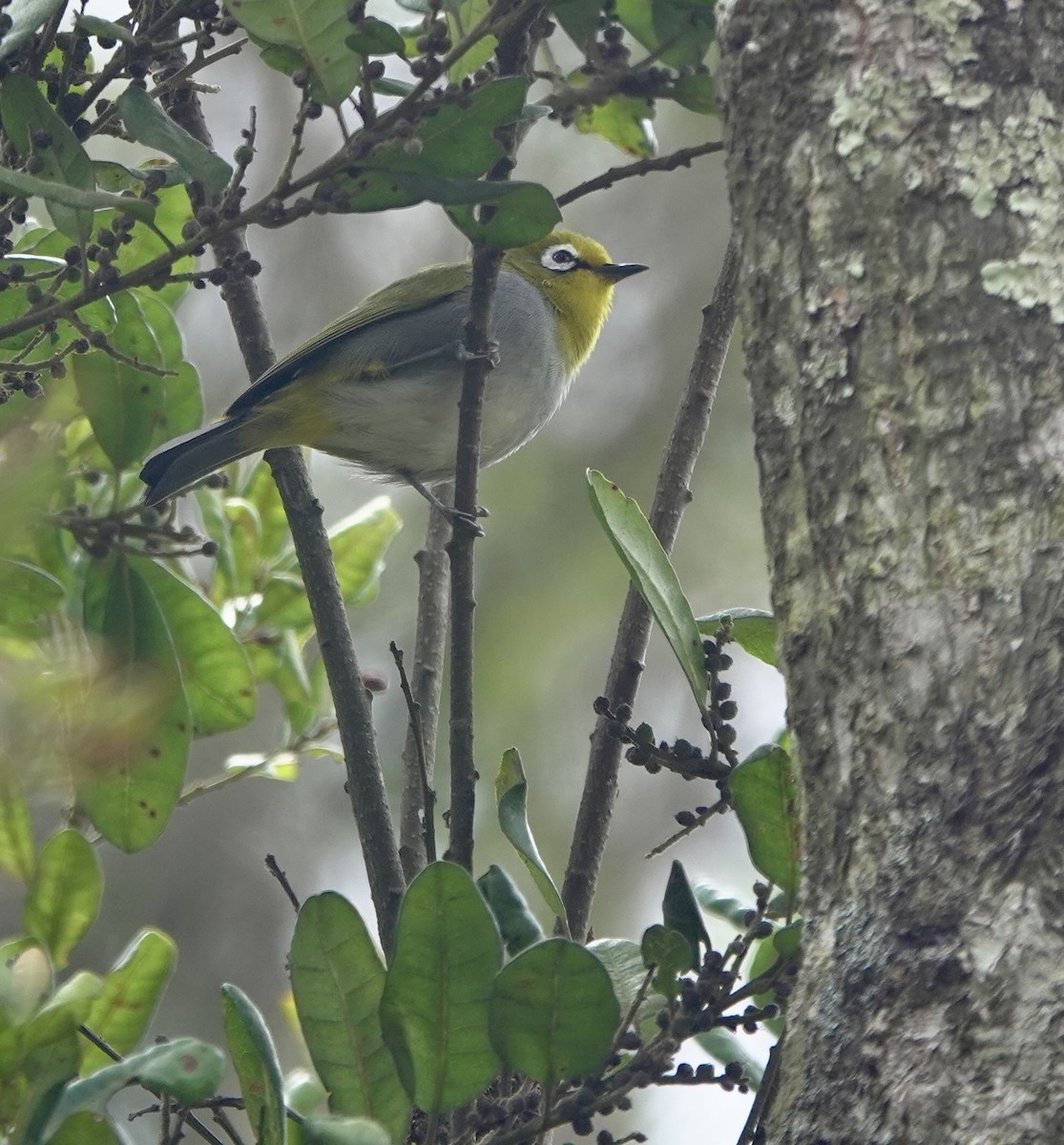 South Pare White-eye - ML630269712