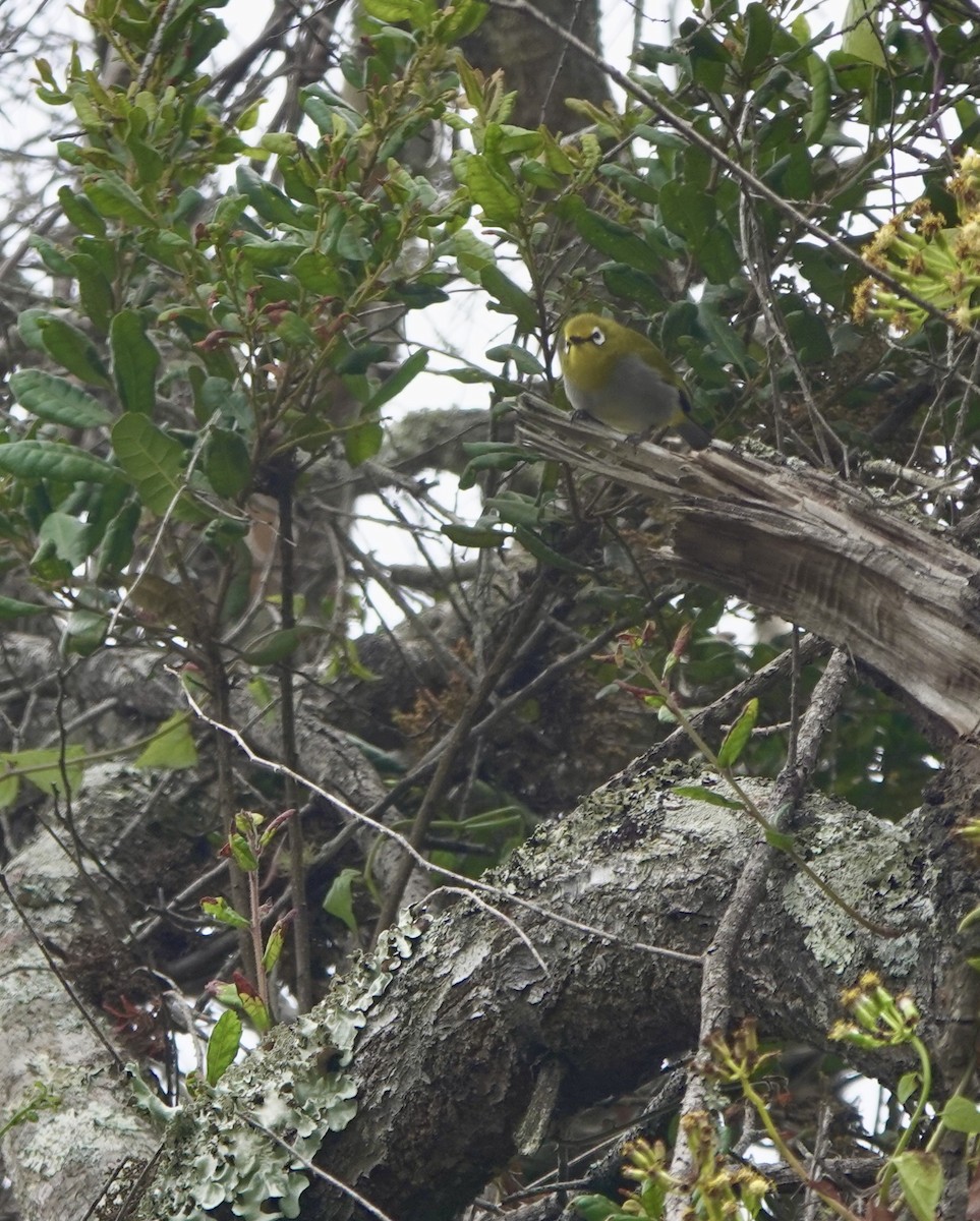 South Pare White-eye - ML630269713